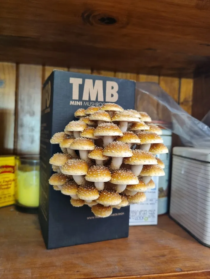 Secret Santa Mushroom Box